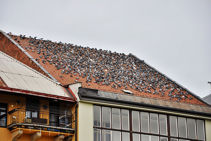 A2B Pest Control are able to install spikes to deter birds from roofs in Wootton Bassett. 