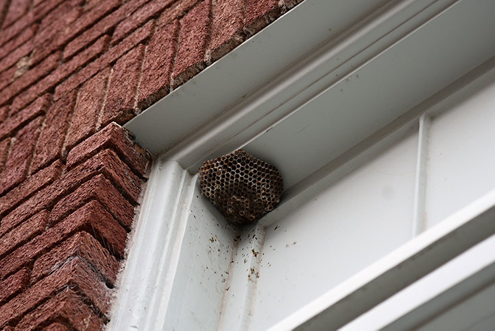We provide a wasp nest removal service for domestic and commercial properties in Wootton Bassett.